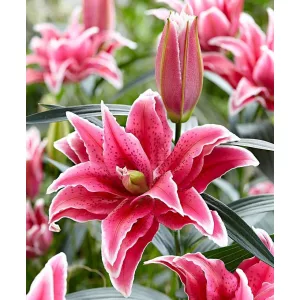 Lilium Roselily Tatsiana - Liliom