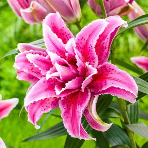 Lilium Roselily Thalita - Liliom