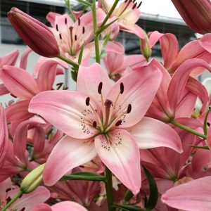 Lilium Rosellas Dream - Liliom