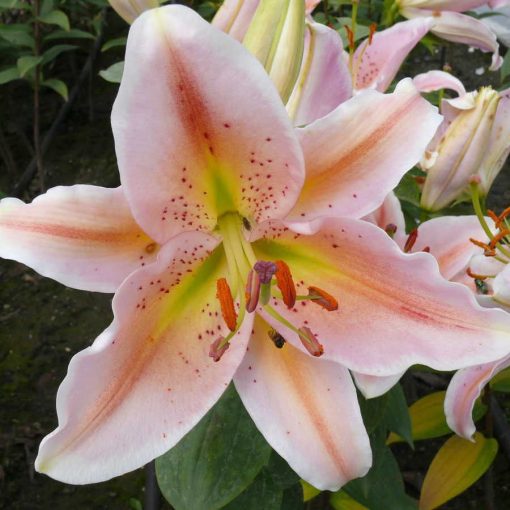 Lilium Salmon Party - Liliom