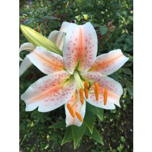 Lilium Salmon Star (14/+) - Liliom