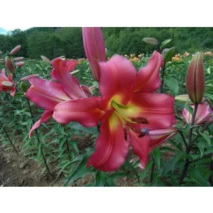 Lilium Satisfaction - Liliom