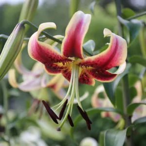 Lilium Scheherezade - Liliom
