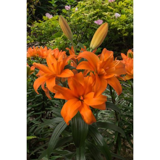 Lilium Scoubidou - Liliom