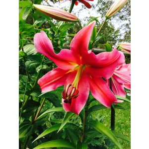 Lilium Sensi - Liliom