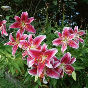 Lilium Stargazer - Liliom