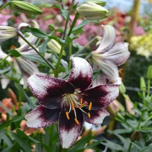 Lilium Stracciatella Event - Liliom