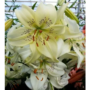 Lilium Sweet Surrender - Liliom