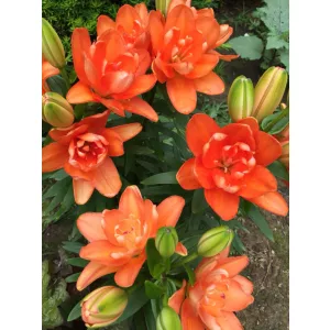 Lilium Tiny Double You - Liliom