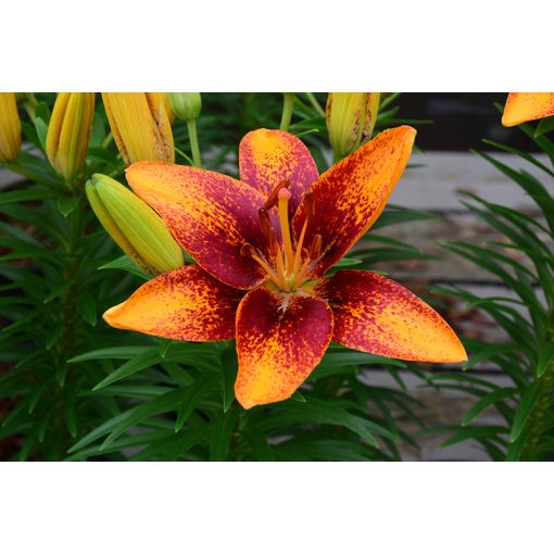 Lilium Tiny Orange Sensation - Liliom