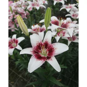 Lilium Tribal Kiss - Liliom