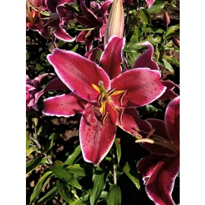 Lilium Vangelis - Liliom