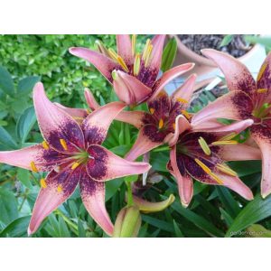 Lilium Whistler - Liliom