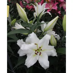 Lilium White Eyes (16/+) - Liliom