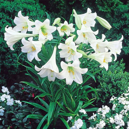 lilium-White-Heaven