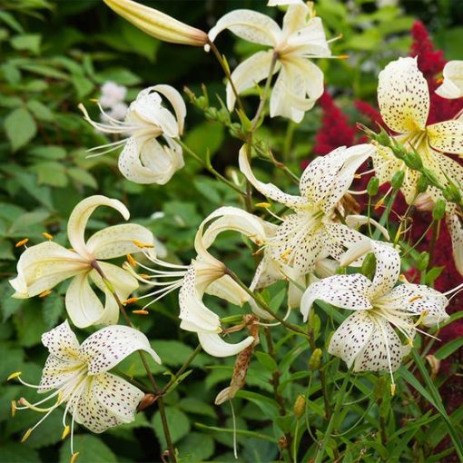 Lilium White Tiger - Liliom