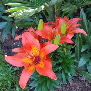lilium-Winning-Joy