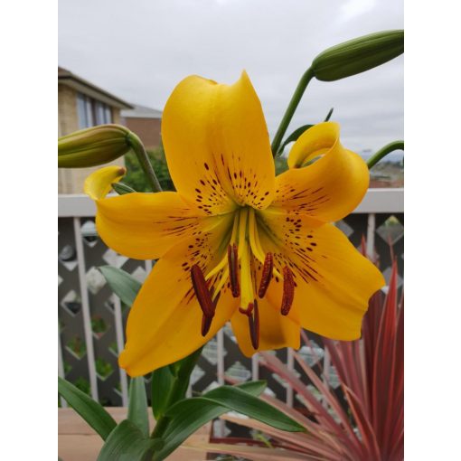 Lilium Yellow Brush - Liliom