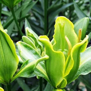 Lilium Yellow Parrot (14/+) - Liliom