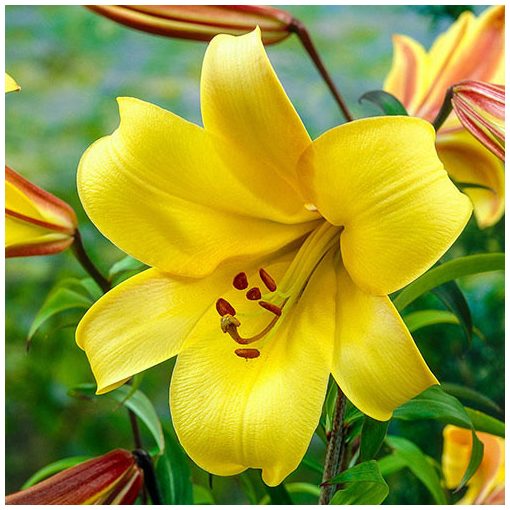 Lilium Yellow Planet - Liliom