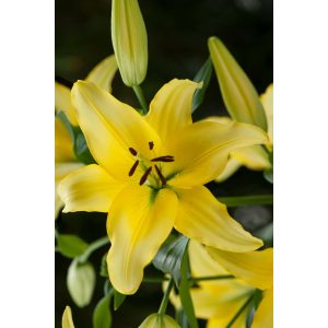 Lilium Yellow Power - Liliom