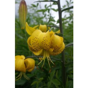 Lilium Yellow Tiger - Liliom