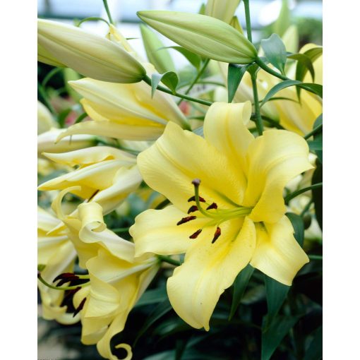 Lilium Yelloween - Liliom