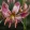 Lilium martagon Alberta Morning - Liliom