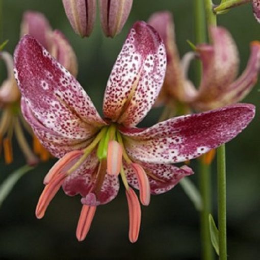 Lilium martagon Alberta Morning - Liliom
