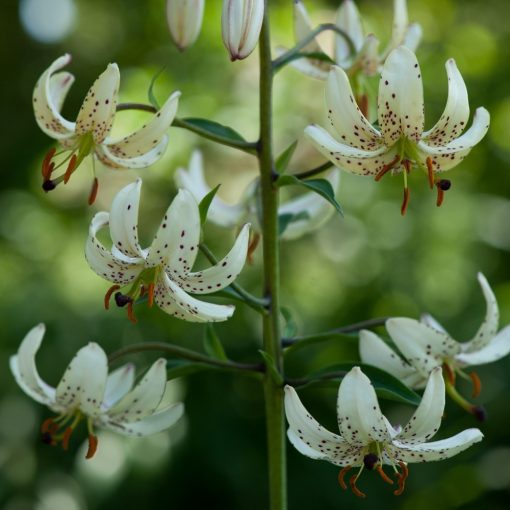 Lilium martagon Albi Morning