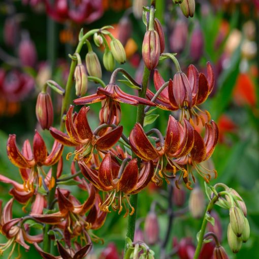 Lilium martagon Arabian Knight - Turbánliliom