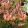 Lilium martagon Fairy Morning - Liliom