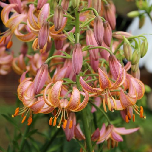 Lilium martagon Fairy Morning - Liliom