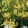 Lilium martagon Golden Morning - Liliom