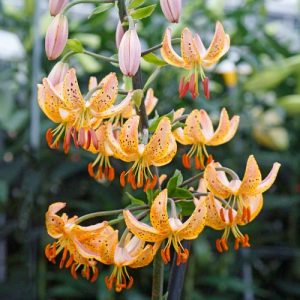Lilium martagon Guinea Gold - Turbánliliom