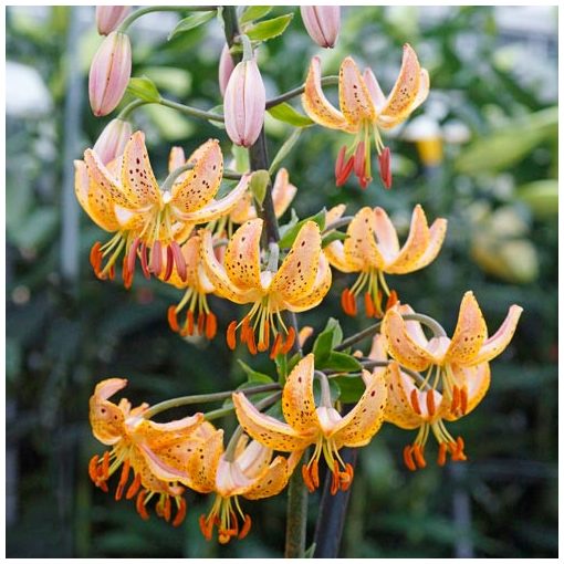 Lilium martagon Guinea Gold - Turbánliliom