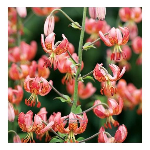 Lilium martagon Manitoba Morning - Turbánliliom