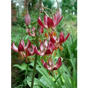 Lilium martagon Maroon King - Turbánliliom