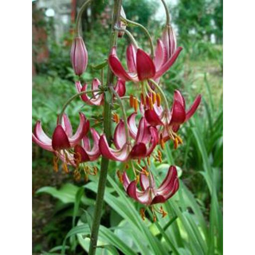 Lilium martagon Maroon King - Turbánliliom