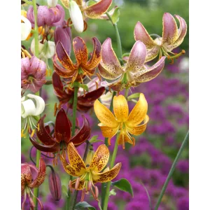 Lilium martagon Mix