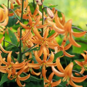 Lilium martagon Orange Marmalade (16/+) - Liliom