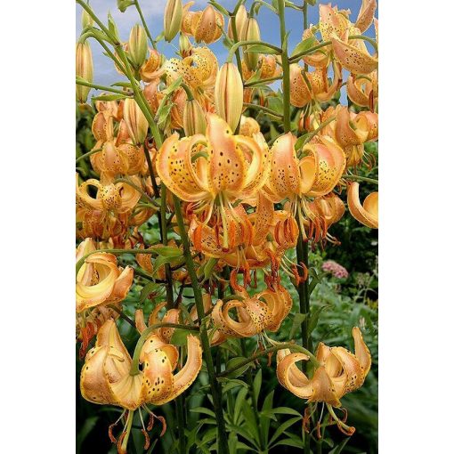 Lilium martagon Peppard Gold