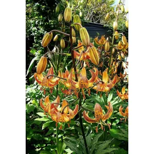 Lilium martagon Sunny Morning - Liliom