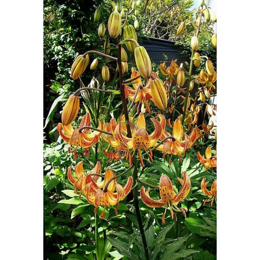 Lilium martagon Sunny Morning - Liliom