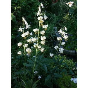lilium-martagon-var-albiflorum