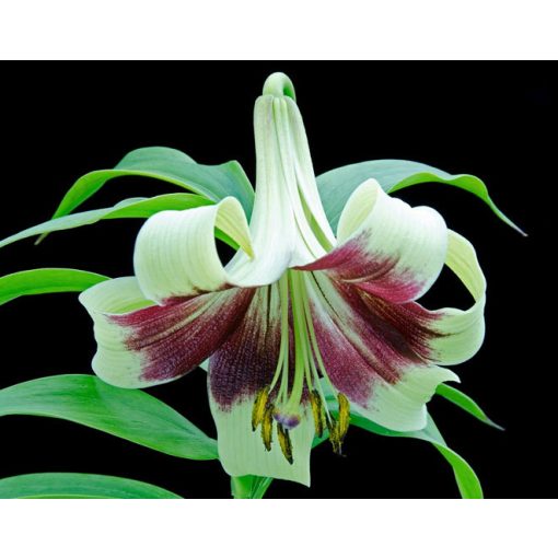 Lilium nepalense - Liliom