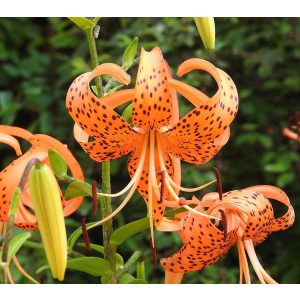 Lilium tigrinum