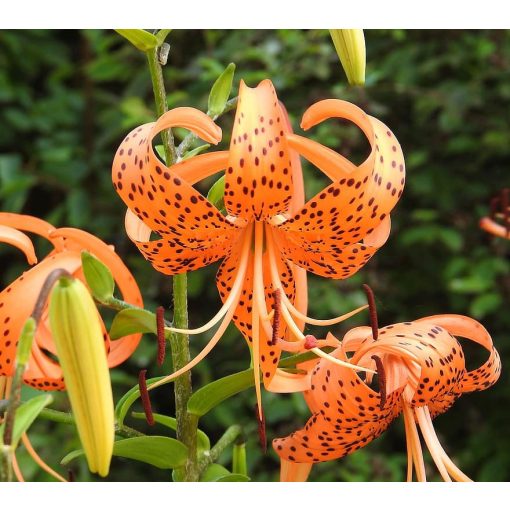 Lilium tigrinum