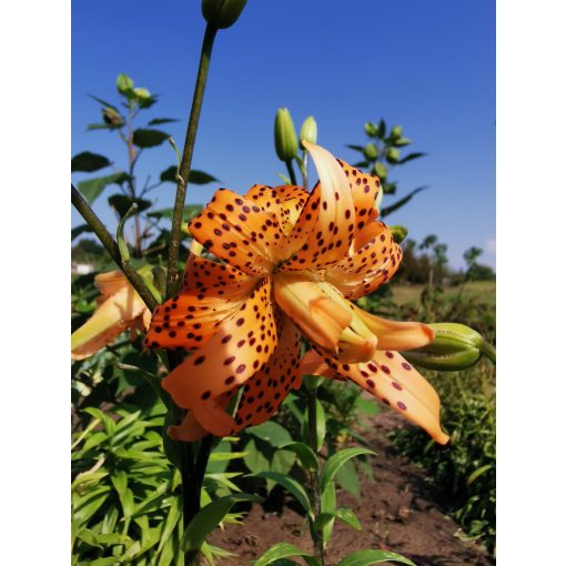 Lilium tigrinum Flore Pleno - Liliom (14/+)