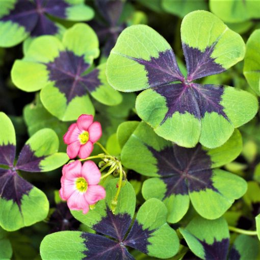 Oxalis deppei Iron Cross - Madársóska